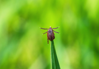 Tick brown sits on green blade of grass stalk in spring forest