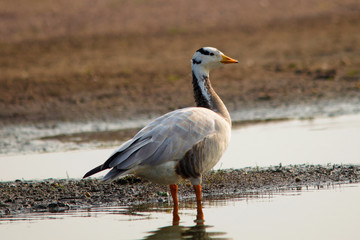 Bar headed goose, Anser indicus, Near Lake, Bhigwan, Maharashtra, India