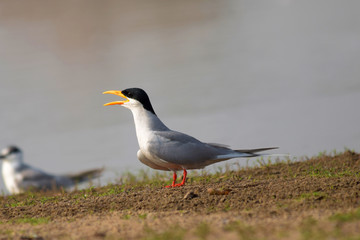 River Tern, Sterna aurantia,  Near Lake, Bhigwan, Maharashtra, India