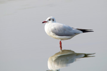 Common gull, Larus canus (often informally Seagulls,, Bhigwan,  Maharashtra.