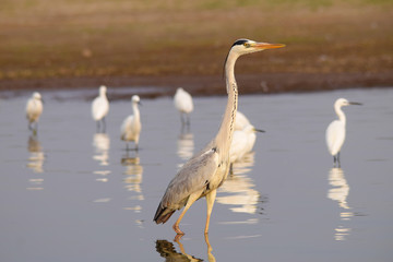 Grey Heron, Ardea cinerea, Bhigwan, Maharashtra, India