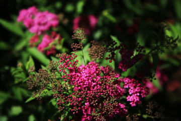 Fiori rosa di Spiraea, primo piano