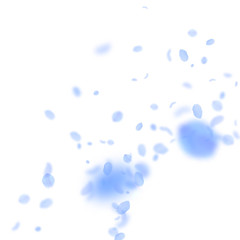 Dark blue flower petals falling down. Divine roman
