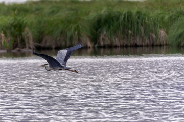 Fototapeta premium Gray heron fly and hunting on the lake