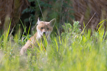 Ein Fuchswelpe schaut aufmerksam