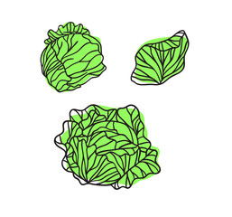 Doodle cabbage cauliflower. Hand drawn stylish fruit and vegetable. Vector artistic drawing fresh organic food. Summer illustration vegan ingrediens for smoothies