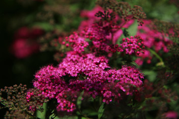 Obraz premium Fiori rosa di Spiraea, primo piano
