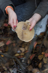 Female mushroom-pickers hands holding cut tricholoma mushroom in the forest