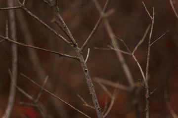 Branches of bush without leaves on blurry autumn forest background
