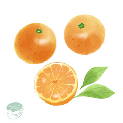オレンジの水彩イラスト