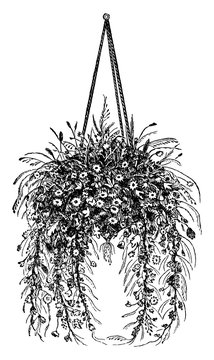 Hanging Basket With Dried Flowers, Vintage Illustration.