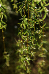 Green Bushes, Green Leaves, Green Background, close up of plant under sunshine. Spring summer branch with fresh green leaves, gardening. 