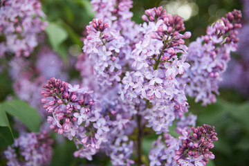 Spring branches of blossoming lilac