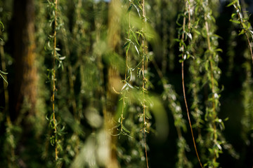 Green Bushes, Green Leaves, Green Background, close up of plant under sunshine. Spring summer branch with fresh green leaves, gardening. 