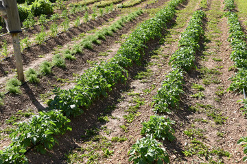 Fototapeta na wymiar orto coltivazione orti coltivare verdura 