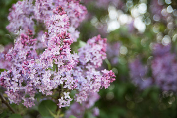 Spring branches of blossoming lilac