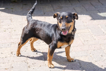 Black and tan Jack Russell Terrier posing iin full body, with shadow