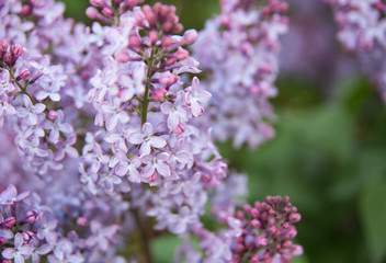 Spring branches of blossoming lilac