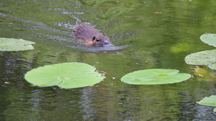 coypu in a lake in france