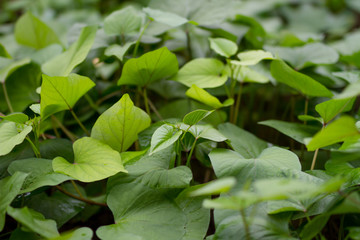 Sweet potato slips growth green in the home garden. grow sweet potato and protect them from pest concept.