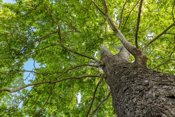 A huge tree in the spring mountains. Bottom view of the sky.