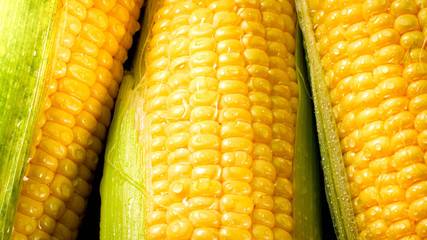 Closeup photo of wet corn ears after rain. Background for healthy food and gmo free products