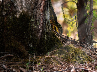 Naklejka na ściany i meble Moss on a tree in the forest