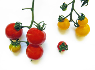 Overhead view of organic red and yellow tomatoes on the vine isolated on white background. Organic food and without additives.