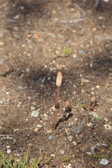 地面に生えたツクシ