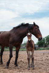 Obraz premium Mother horse and baby foal. Family of horses, farm.