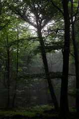 Obraz premium Rays of light - sunbeams in the forest after the rain 