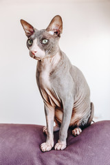 sphynx cat looking left