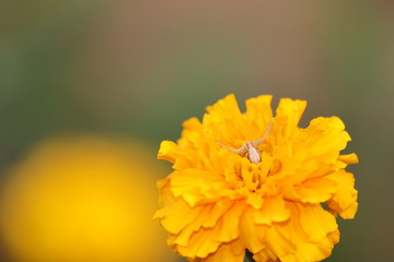 white garden spider and yellow marigold