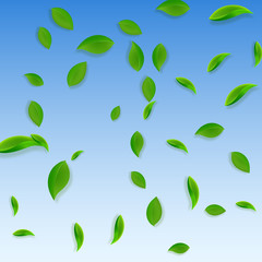 Falling green leaves. Fresh tea chaotic leaves fly