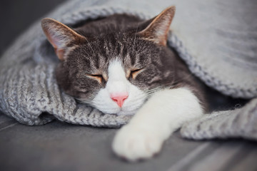 Fototapeta na wymiar A cute gray tabby house cat with a pink nose is fast asleep, covered with a gray knitted blanket. Comfort and peace.