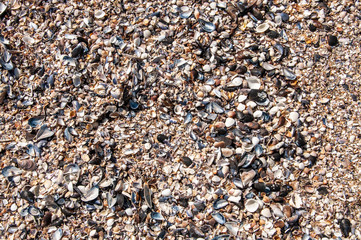 Barnacles and shells on the seashore