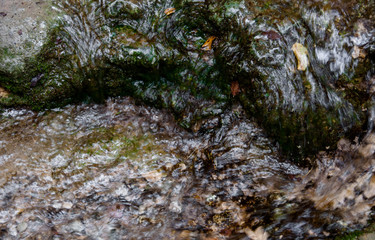 stones and algae under the water surface