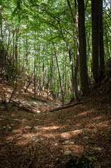 path in the mountain forest