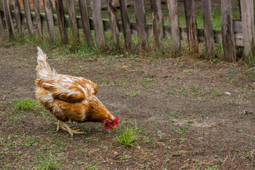 Brown chicken in the yard near the house in the village. The natural environment of poultry. Pecking the grain. Housekeeping.