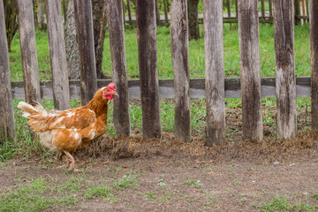 Brown chicken in the yard near the house in the village. The natural environment of poultry. Pecking the grain. Housekeeping.
