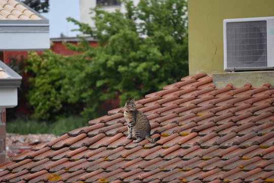 Roma