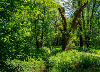 Fototapeta na wymiar Wanderwege im Wald
