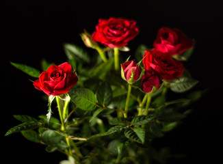 Bouquet of red roses over black background