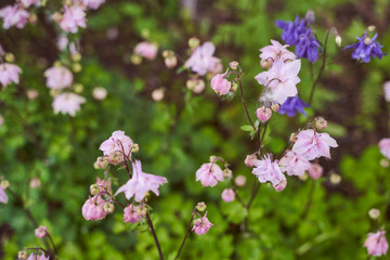 Purple watercatch flowers on green blurred background