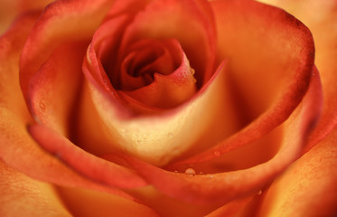 Yellow orange rose close up