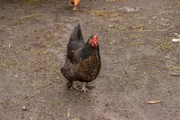 Brown chicken in the yard near the house in the village. The natural environment of poultry. Pecking the grain. Housekeeping.