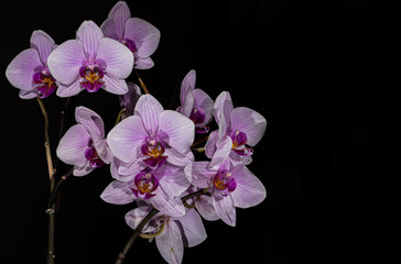 Naklejka na ściany i meble Orchid with black background good lighting