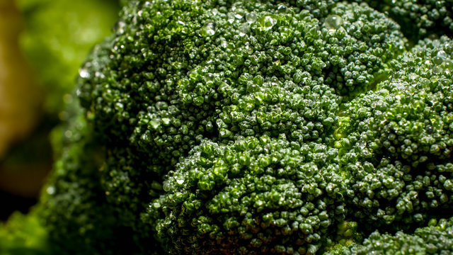 Macro photo of fresh green broccoli with water droplets. Background for healthy food and GMO free products.Diet nutrition and fresh vegetables. Vegan and vegetarian background.