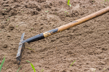 Wooden stick with a metal rake at the end. Active work in the garden. Planting plants. Work with the soil. Life in the village. Landing in the ground. Dry land. Spring work.
