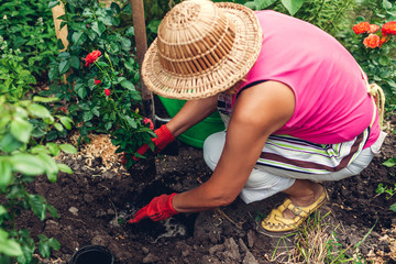 Woman gardener transplanting red roses flowers from pot into wet soil. Summer spring garden work....